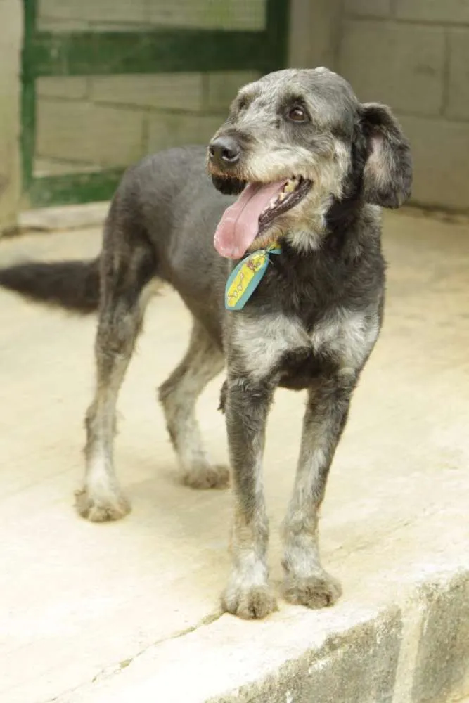 Cachorro ra a SRD idade 4 anos nome SULTÃO, uma fofura!