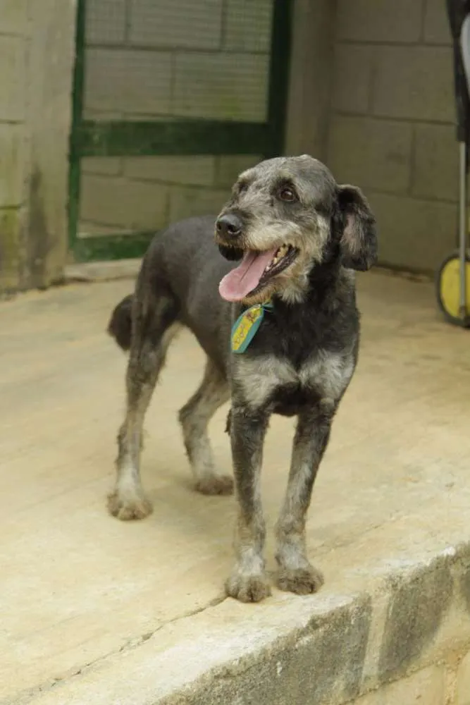 Cachorro ra a SRD idade 4 anos nome SULTÃO, uma fofura!