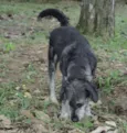SULTÃO, uma fofura!