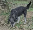 SULTÃO, uma fofura!