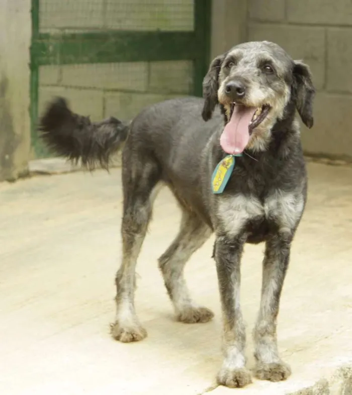 Cachorro ra a SRD idade 4 anos nome SULTÃO, uma fofura!