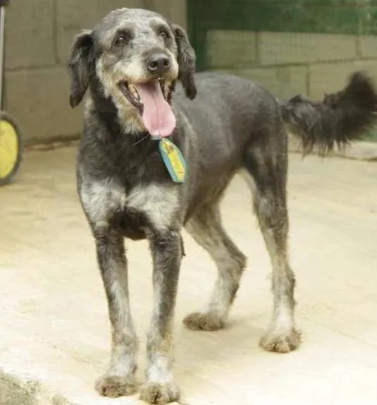 Cachorro ra a SRD idade 4 anos nome SULTÃO, uma fofura!