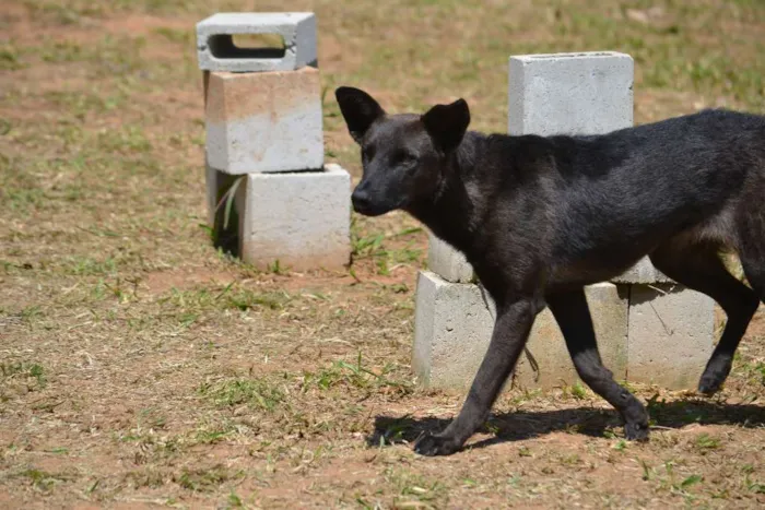 Cachorro ra a SRD idade 2 anos nome LAYLINHA, amor maio