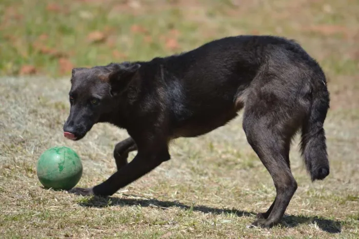 Cachorro ra a SRD idade 2 anos nome LAYLINHA, amor maio