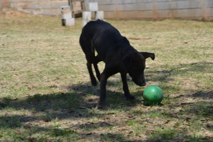 Cachorro ra a SRD idade 2 anos nome LAYLINHA, amor maio