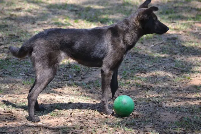 Cachorro ra a SRD idade 2 anos nome LAYLINHA, amor maio