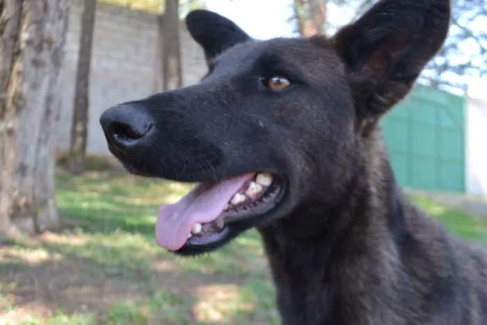 Cachorro ra a SRD idade 2 anos nome LAYLINHA, amor maio