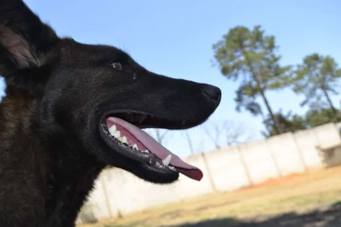 Cachorro ra a SRD idade 2 anos nome LAYLINHA, amor maio
