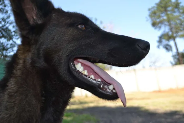 Cachorro ra a SRD idade 2 anos nome LAYLINHA, amor maio
