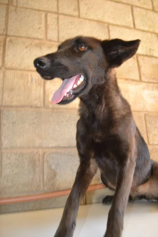 Cachorro ra a SRD idade 2 anos nome LAYLINHA, amor maio
