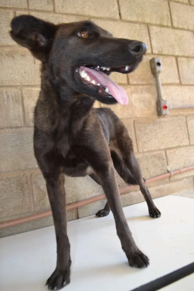 Cachorro ra a SRD idade 2 anos nome LAYLINHA, amor maio