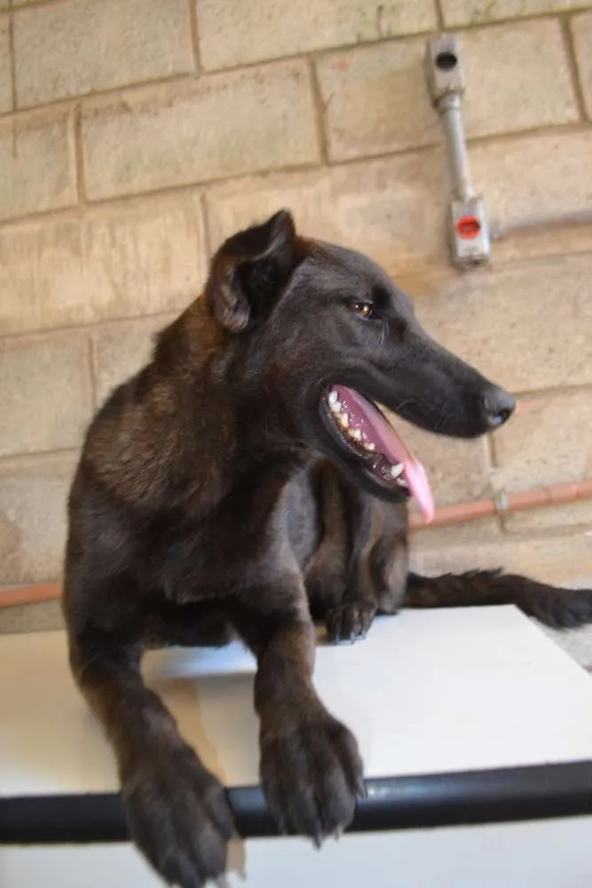 Cachorro ra a SRD idade 2 anos nome LAYLINHA, amor maio