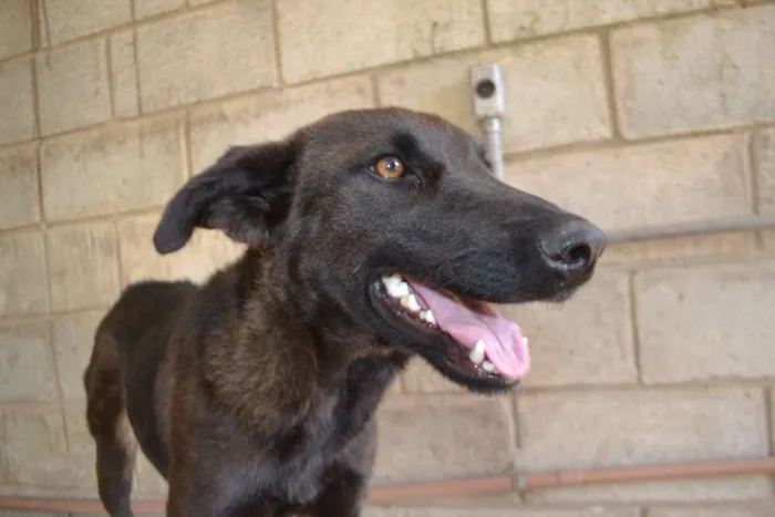 Cachorro ra a SRD idade 2 anos nome LAYLINHA, amor maio