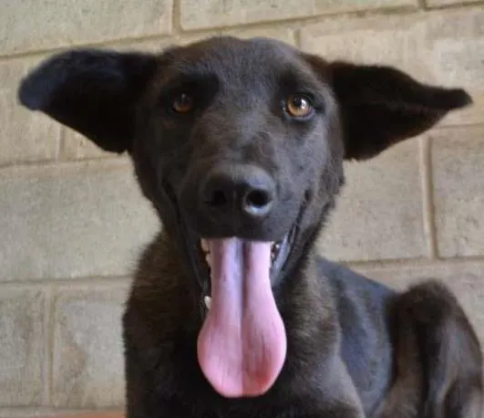 Cachorro ra a SRD idade 2 anos nome LAYLINHA, amor maio