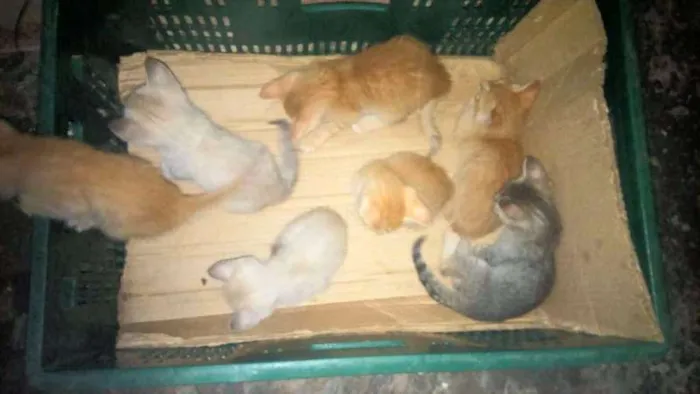 Gato raça não tem raça idade Abaixo de 2 meses nome Sem Nome