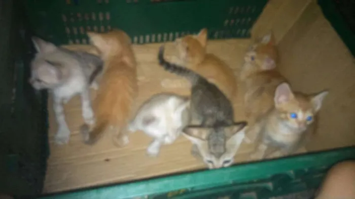 Gato raça não tem raça idade Abaixo de 2 meses nome Sem Nome