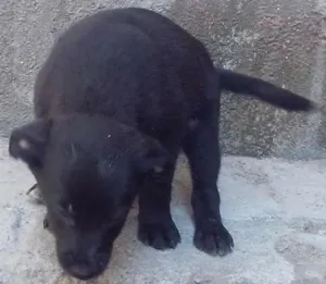 Cachorro raça Mistura de labrador com vira lata idade Abaixo de 2 meses nome Sem nome