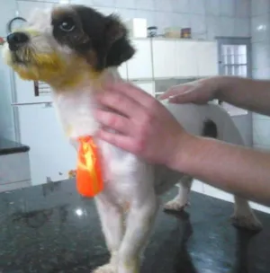 Cachorro raça SRD idade 7 a 11 meses nome Joselito