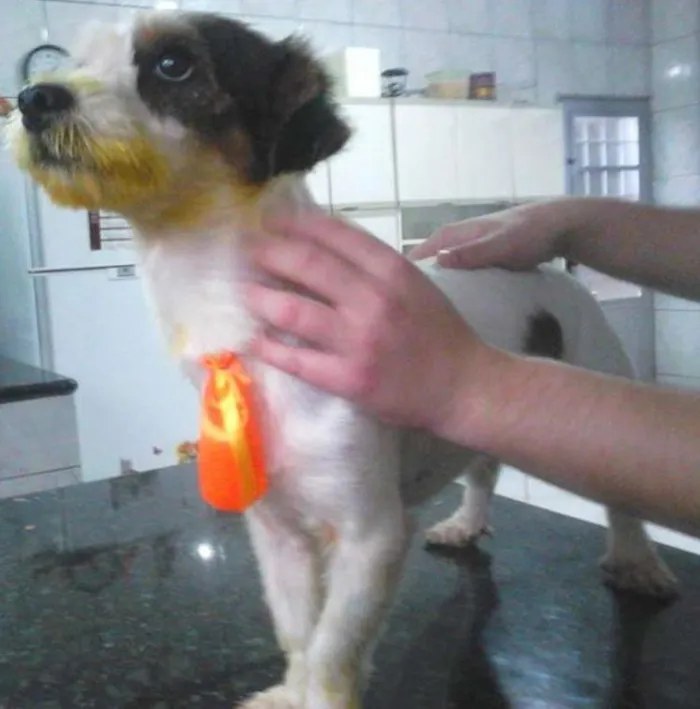 Cachorro ra a SRD idade 7 a 11 meses nome Joselito