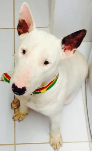 Cachorro raça Bull Terrier idade 2 anos nome Toretto 