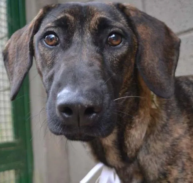Cachorro ra a SRD idade 7 a 11 meses nome SIRI, a mais fofa d