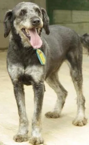 Cachorro ra a SRD idade 4 anos nome SULTÃO, uma fofura!