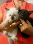 CLARA e NALA