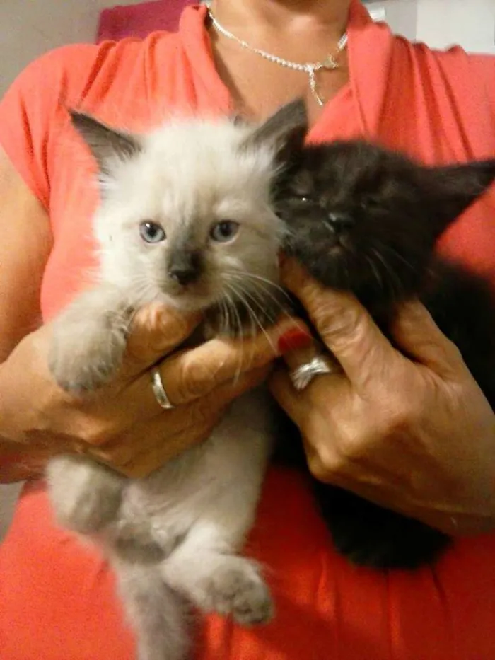 Gato ra a SRD idade Abaixo de 2 meses nome CLARA e NALA