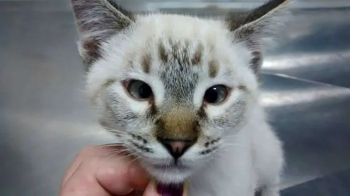 Gato ra a SRD idade 2 a 6 meses nome CARLINHOS