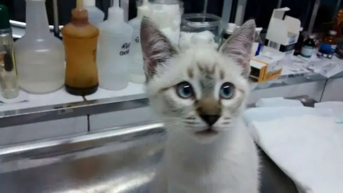 Gato ra a SRD idade 2 a 6 meses nome MILLIE