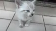LÉO