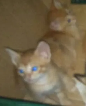 Gato raça não tem raça idade Abaixo de 2 meses nome Sem Nome