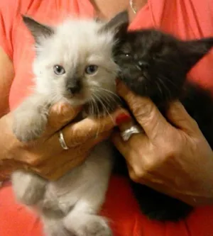 Gato raça SRD idade Abaixo de 2 meses nome CLARA e NALA