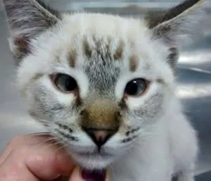 Gato raça SRD idade 2 a 6 meses nome CARLINHOS