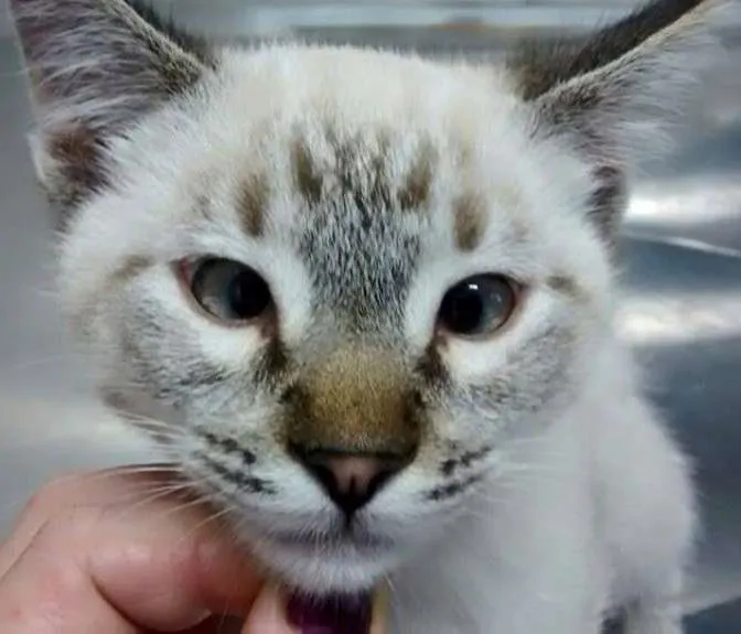 Gato ra a SRD idade 2 a 6 meses nome CARLINHOS