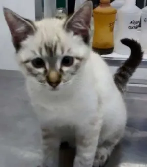 Gato raça SRD idade 2 a 6 meses nome CINDY