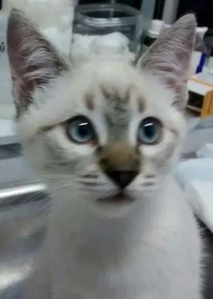 Gato raça SRD idade 2 a 6 meses nome MILLIE