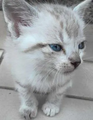 Gato raça SRD idade Abaixo de 2 meses nome LÉO