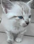 LÉO