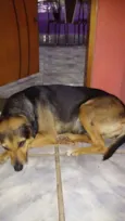 Preta