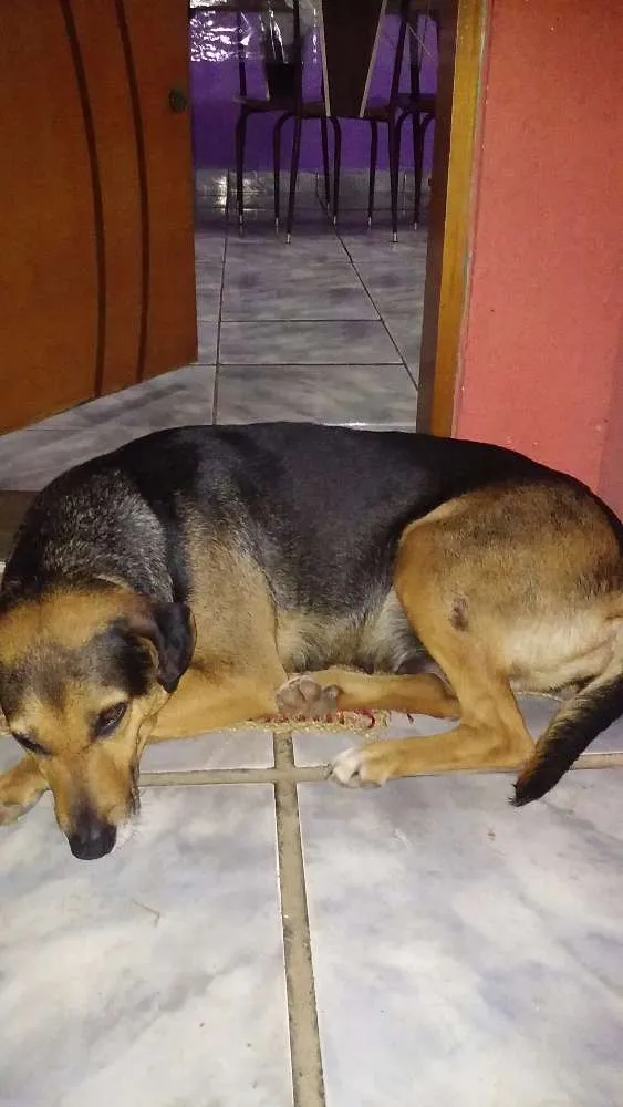 Cachorro ra a Vira lata idade 6 ou mais anos nome Preta