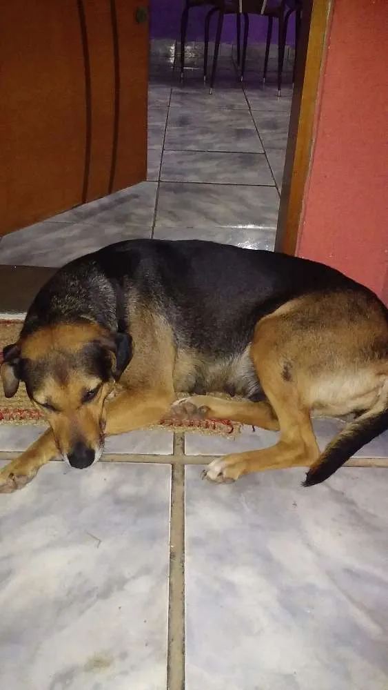 Cachorro ra a Vira lata idade 6 ou mais anos nome Preta