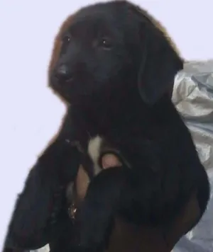Cachorro raça SRD idade 2 a 6 meses nome Ariel