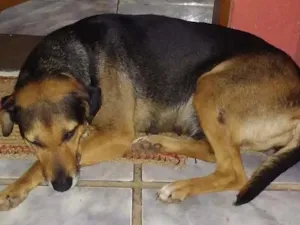 Cachorro raça Vira lata idade 6 ou mais anos nome Preta