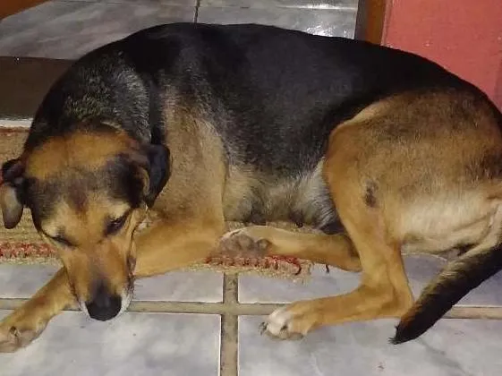 Cachorro ra a Vira lata idade 6 ou mais anos nome Preta