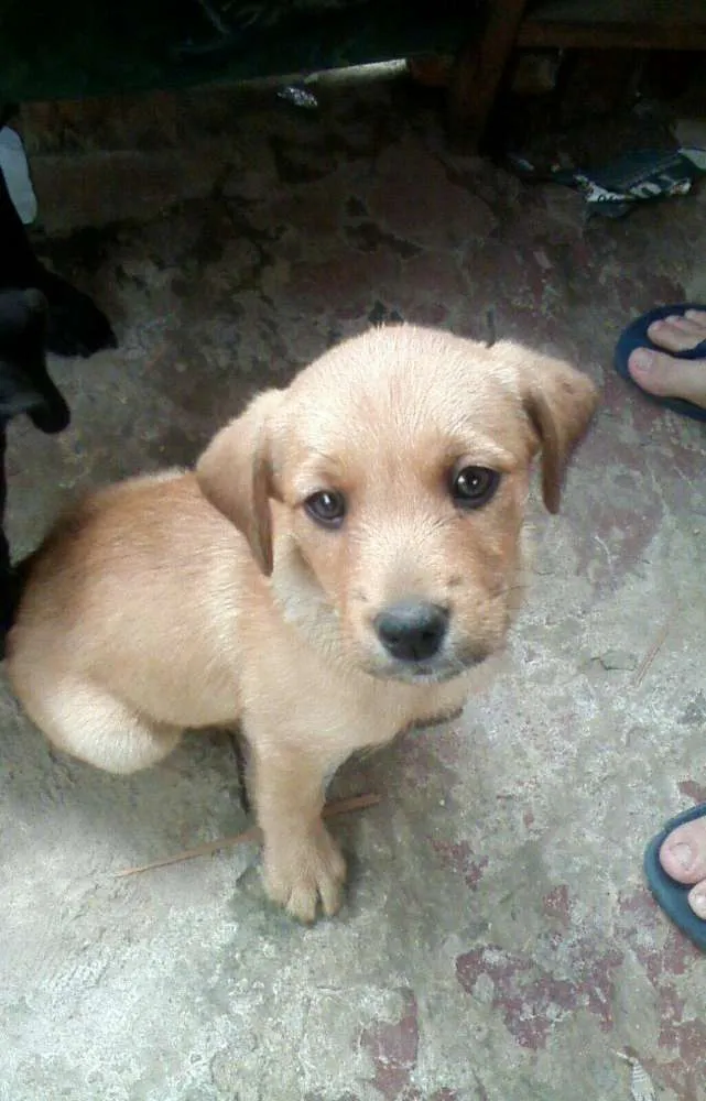Cachorro ra a rsd idade 2 a 6 meses nome Filhote 