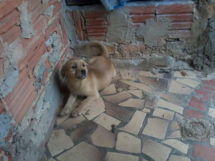 Cachorro ra a rsd idade 2 a 6 meses nome Filhote 