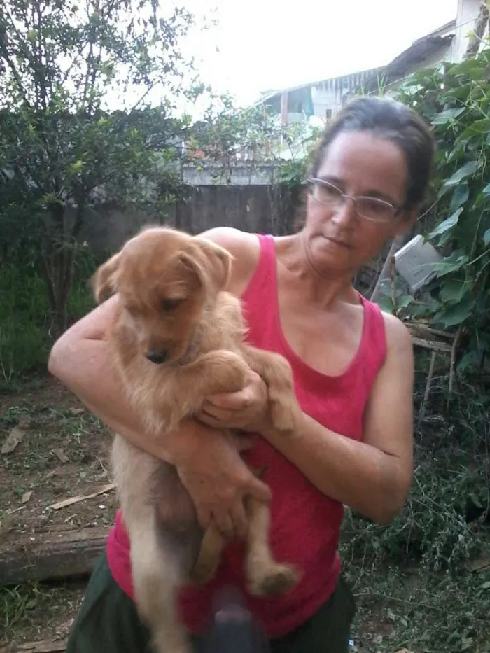 Cachorro ra a rsd idade 2 a 6 meses nome Filhote 