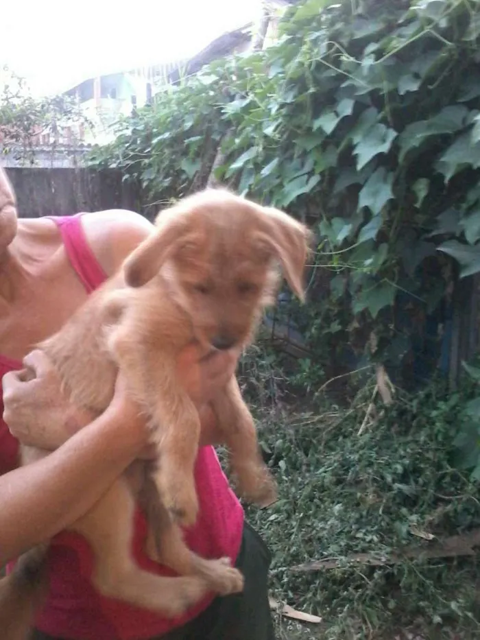 Cachorro ra a rsd idade 2 a 6 meses nome Filhote 