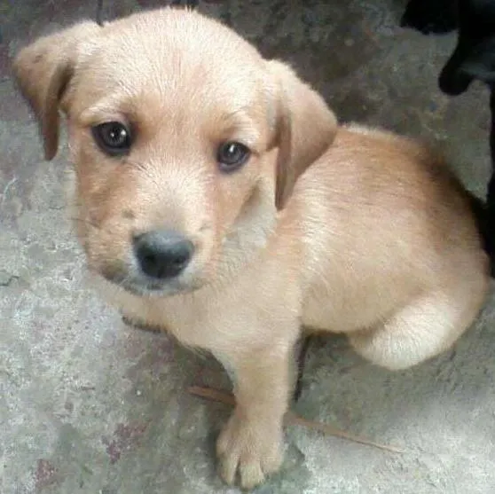 Cachorro ra a rsd idade 2 a 6 meses nome Filhote 
